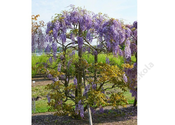 Wisteria Sinensis Prolific / Kínai Lilaakác