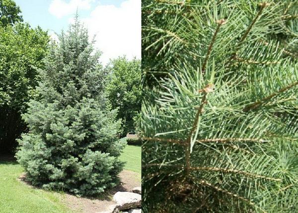 Abies concolor / Kolorádói jegenyefenyő, kolorádófenyő
