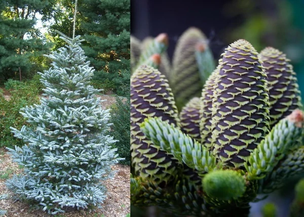 Abies koreana horstmann's silberlocke / Koreai jegenyefenyő