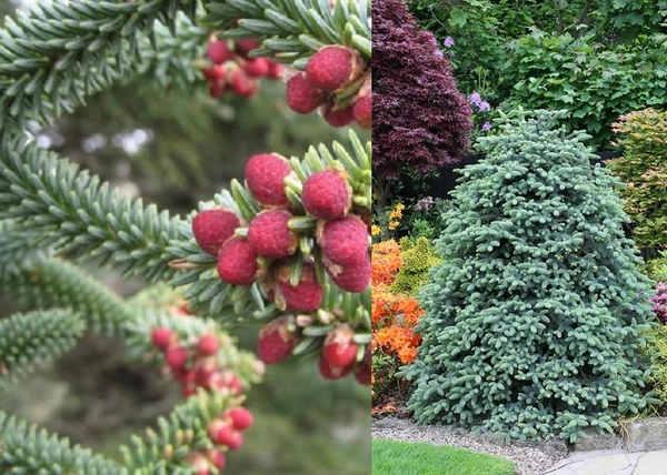Abies pinsapo Glauca / Andalúziai jegenyefenyő