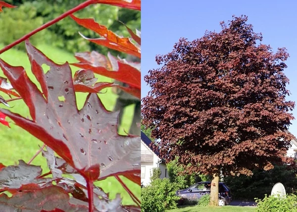 Acer Platanoides Faassen's black / Sötét vörös juhar