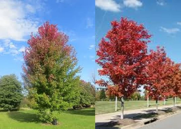 Acer freemanii Autumn Blaze / Őszi tűzjuhar