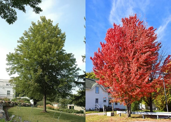 Acer freemanii Celebration (Celzam) / Celebration Vörös juhar