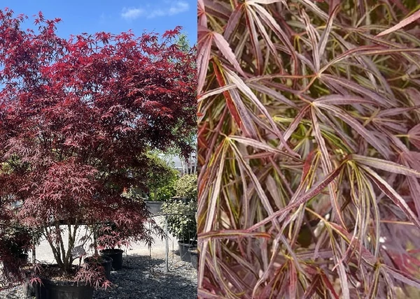 Acer palmatum Atrolineare / Lilásvörös levelű Japán juhar