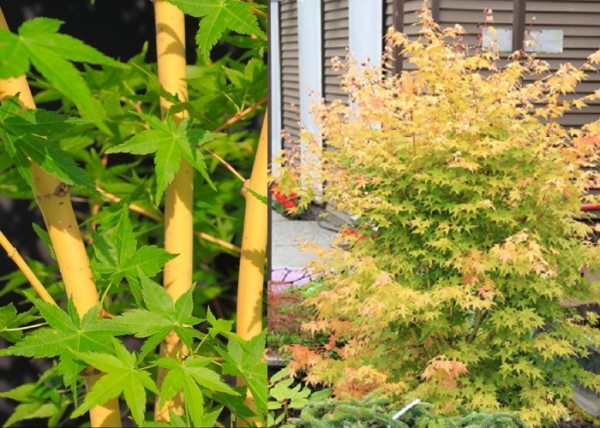 Acer palmatum Bi Hoo / Sárga törzsű Japán juhar