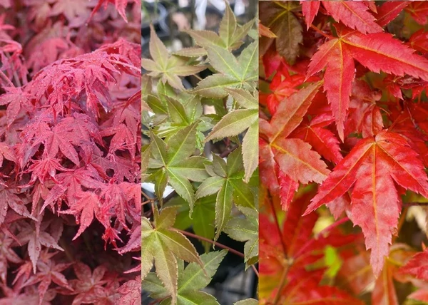 Acer palmatum Deshojo / Piros-narancs zöld levelű japán juhar