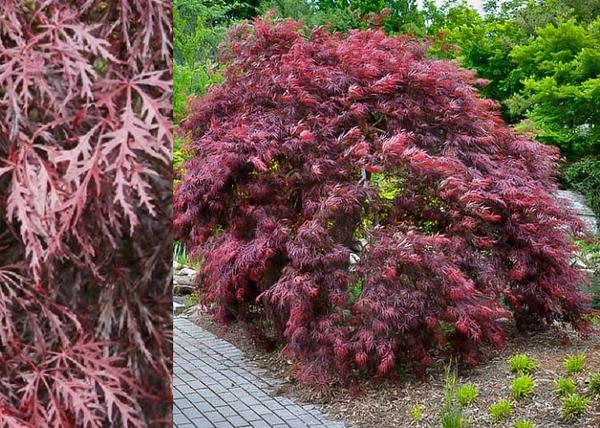 Acer palmatum Inaba Shidare / Szeldelt levelű vörös Japán juhar