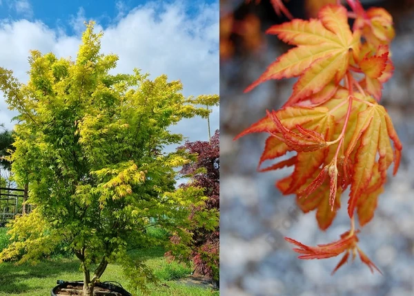 Acer palmatum Katsura / Narancssárga levelű japán juhar