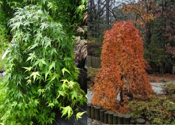 Acer palmatum Ryusen / Csüngő koronájú japán juhar