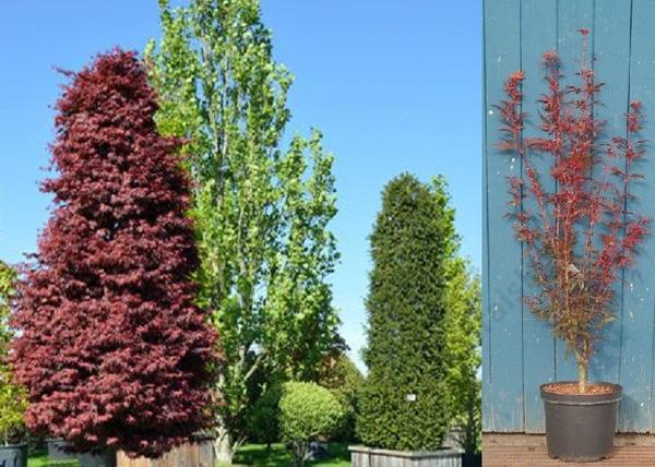 Acer palmatum Skeeters Broom / Oszlopos vörös levelű Japán juhar