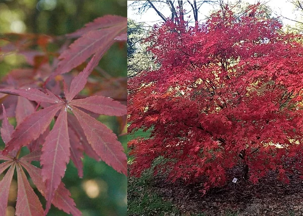 Acer palmatum Suminagashi / Bordó levelű Japán juhar