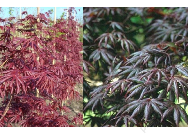 Acer palmatum Trompenburg / Lilásvörös levelű Japán juhar