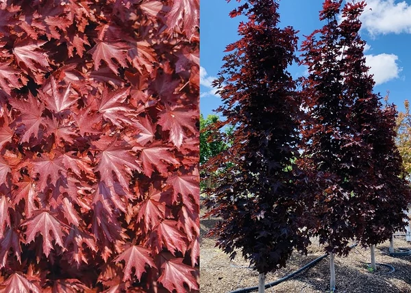 Acer platanoides Crimson Sentry / Bordó levelű oszlopos juhar