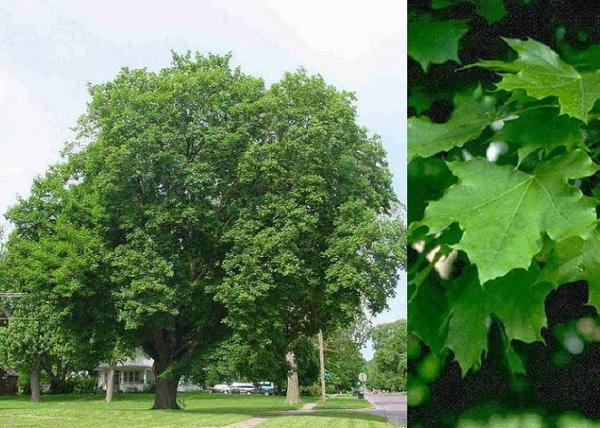 Acer platanoides / Korai juhar