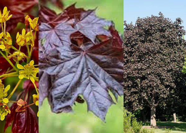 Acer platanoides Royal Red / Vöröslevelű korai juhar