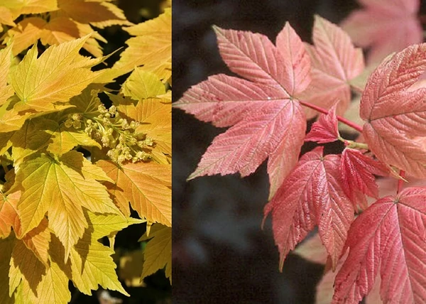 Acer pseudoplatanus Brilliantissimum / Narancsrózsaszín levelű Hegyi Juhar