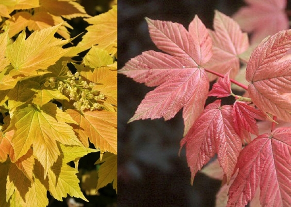 Acer pseudoplatanus Brilliantissimum / Narancsrózsaszín levelű Hegyi Juhar