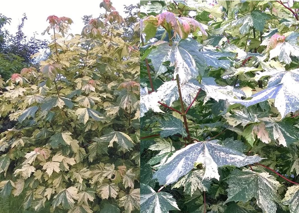 Acer pseudoplatanus Hermitage / Tarka levelű Hegyi Juhar