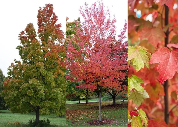 Acer rubrum Autumn Flame / Vörös juhar