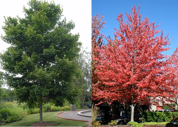 Acer rubrum Red Sunset / Vörös juhar