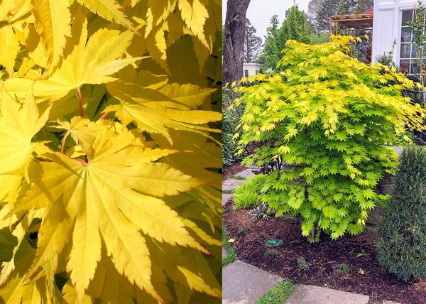 Acer shirasawanum Jordan / Aranysárga Juhar