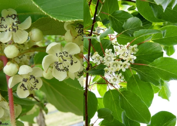 Actinidia arguta Nostino kiwi / Porzós mini kivi