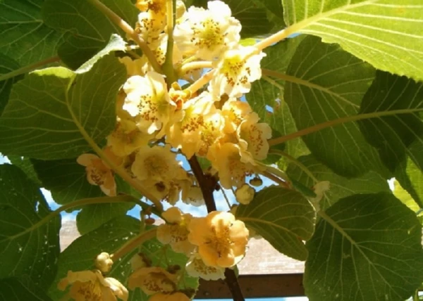 Actinidia chinensis Tomori Kiwi / Porzós Kivi
