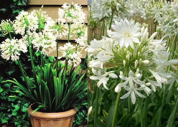 Agapanthus umbellatus white / Afrikai Szerelemvirág Fehér