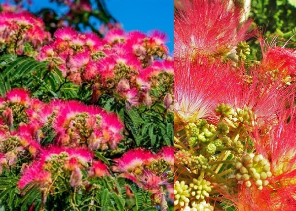 Albizia julibrissin Rouge de Tuilière / Pirosas virágú selyemakác