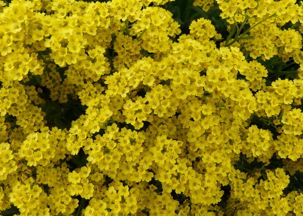 Alyssum montanum / Sziklai ternye