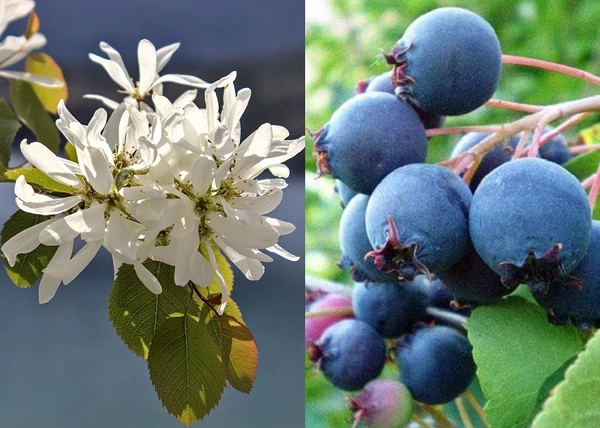 Amelanchier alnifolia Smokey / égerlevelű fanyarka