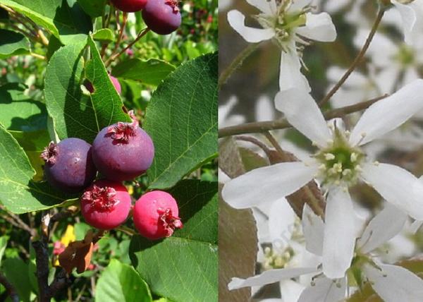 Amelanchier canadensis / Kanadai fanyarka