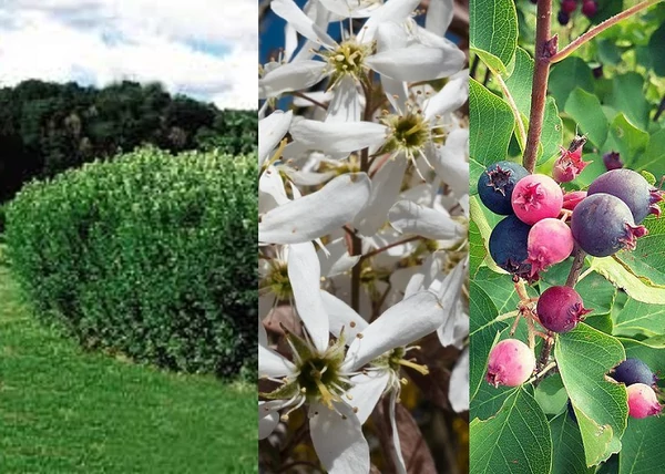 Amelanchier canadensis Rainbow Pillar / Kanadai fanyarka