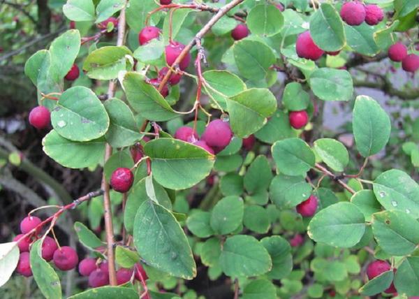 Amelanchier lamarckii / Rézvörös fanyarka mézalmácska