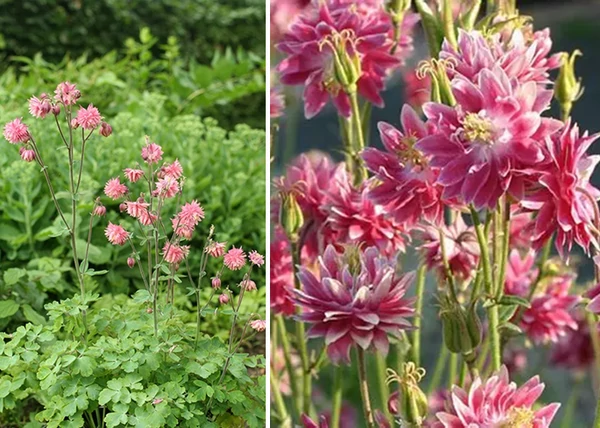 Aquilegia vulgaris Nora Barlow / Harangláb fehér-rózsaszín 