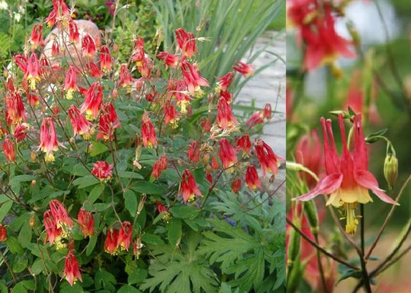 Aquilegia canadensis Little Lanterns / Harangláb piros sárga