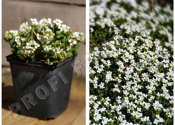 Arabis caucasica White / Ikravirág fehér