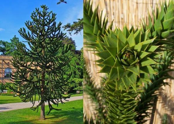 Araucaria araucana / Andoki fenyő Araukária Chilei fenyő