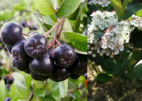 Aronia melanocarpa / Fekete Törpeberkenye