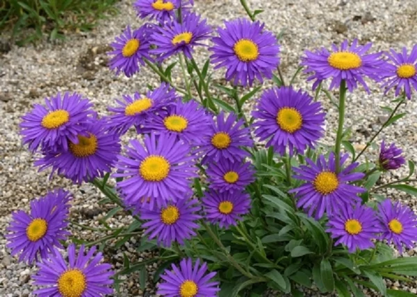 Aster alpinus Violet / Havasi őszirózsa lila