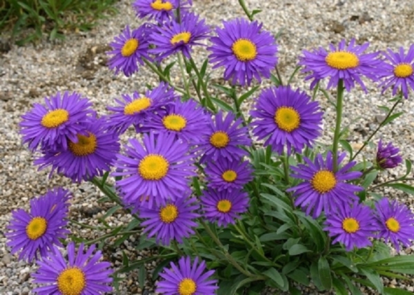 Aster alpinus Violet / Havasi őszirózsa lila