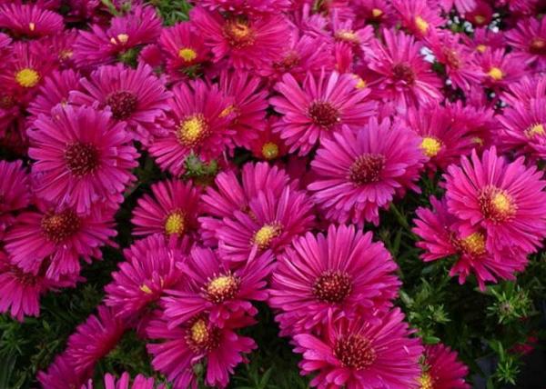 Aster dumosus Alice Haslam / Törpe őszirózsa piros