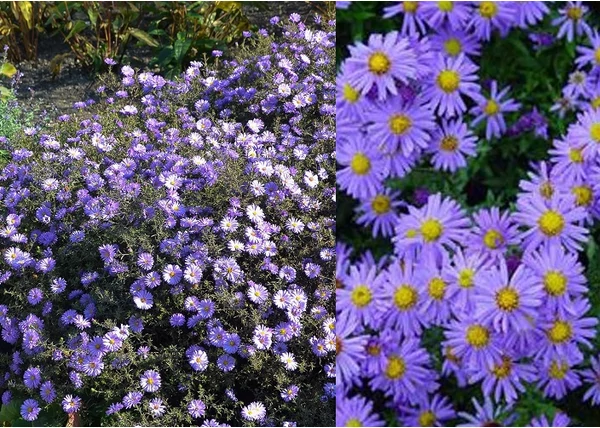 Aster dumosus Lady in Blue / Törpe őszirózsa kék