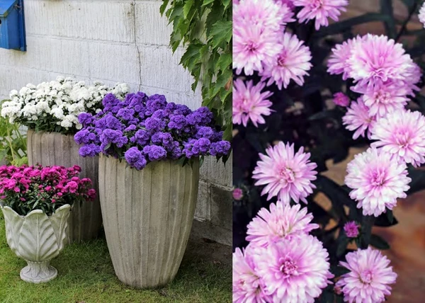 Aster novi-belgii hybrid Debra / Kopasz őszirózsa rózsaszín
