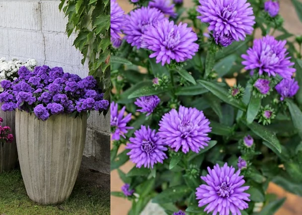 Aster novi-belgii hybrid Eva / Kopasz őszirózsa sőtétkék