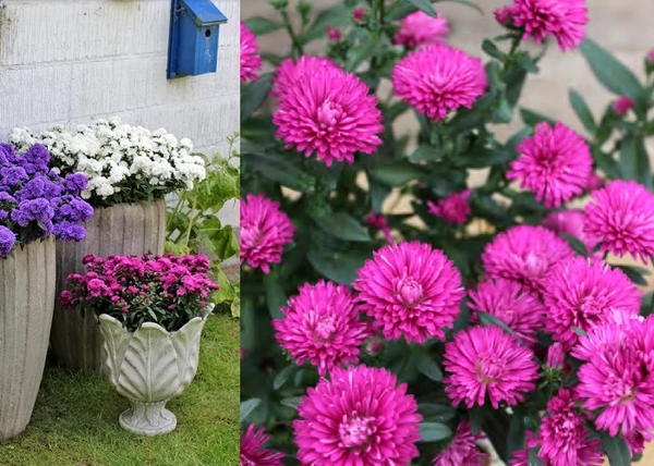 Aster novi-belgii hybrid Sasha / Kopasz őszirózsa sötétrótsaszín