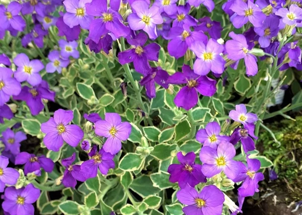 Aubrieta Dr Mules Variegated / Pázsitviola tarka levelű