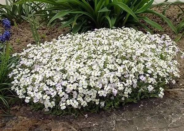 Aubrieta hybrida regado White / Pázsitviola fehér