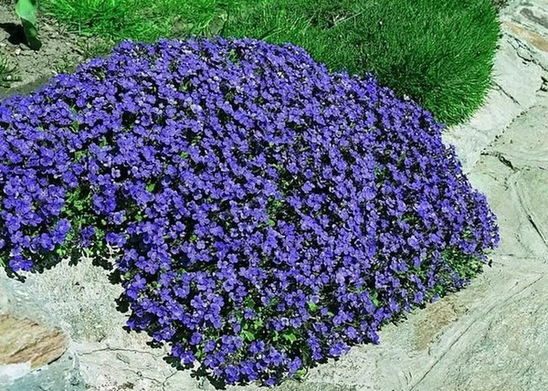 Aubrieta hybrida Blue Shades / Pázsitviola kék