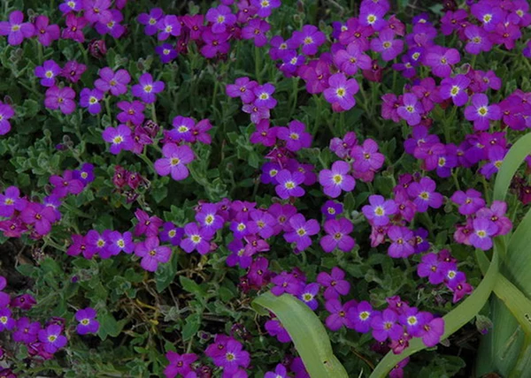 Aubrieta hybrida Deep Purple / Pázsitviola lila